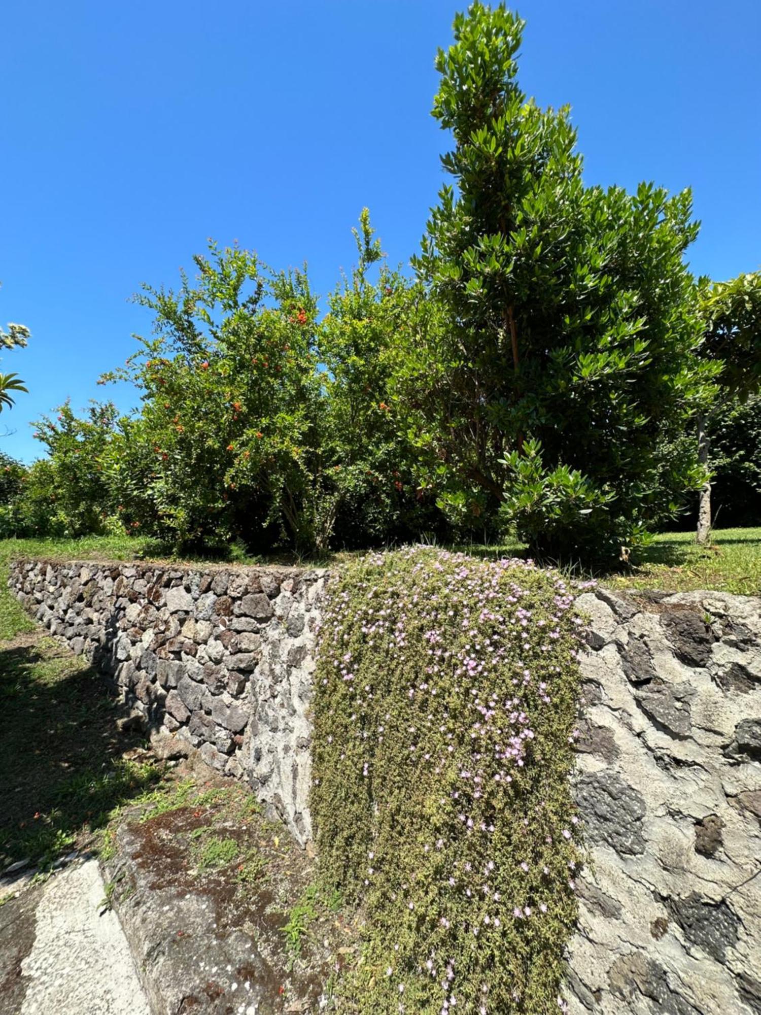 Villa Vincenzo Di Meglio Барано-д'Иския Экстерьер фото
